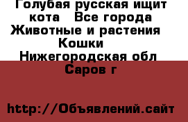 Голубая русская ищит кота - Все города Животные и растения » Кошки   . Нижегородская обл.,Саров г.